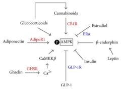 AMPK: Metabolism & Insulin + Ways to Activate - SelfHacked