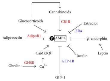 AMPK: Metabolism & Insulin + Ways to Activate - SelfHacked