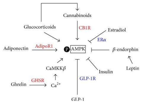 AMPK: Metabolism & Insulin + Ways to Activate - SelfHacked
