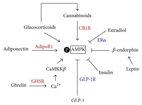 AMPK: Metabolism & Insulin + Ways to Activate - SelfHacked