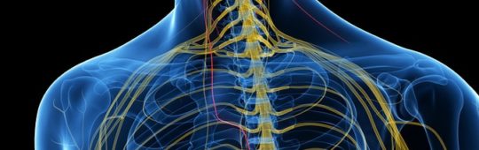 Vagus Nerve
