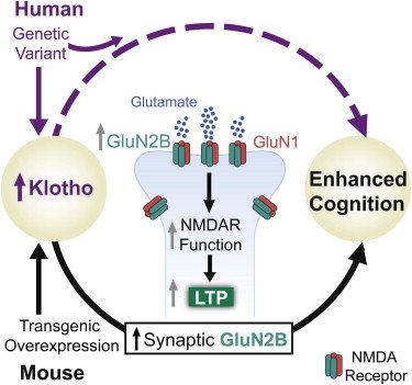UPDATED 032414 Klotho Graphical Abstract
