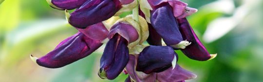 Mucuna pruriens