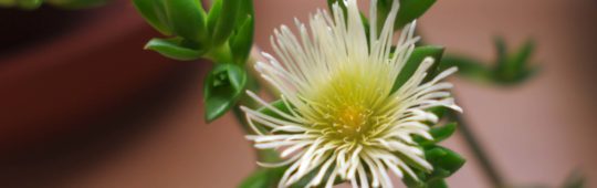 Kanna Flower