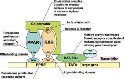 Retinoate Rxr Rar Rare All About Retinoid X Receptors (RXR) - SelfHacked