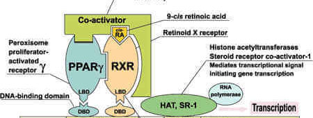 The Vital Role of Retinoid X Receptors (RXR)