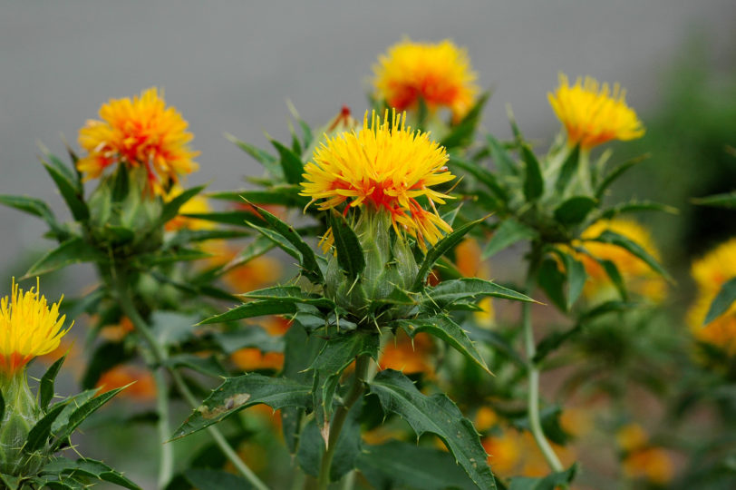 6 Safflower Oil Benefits (incl. weight, skin) + Side Effects SelfHacked